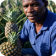 Guinea Pineapple Export